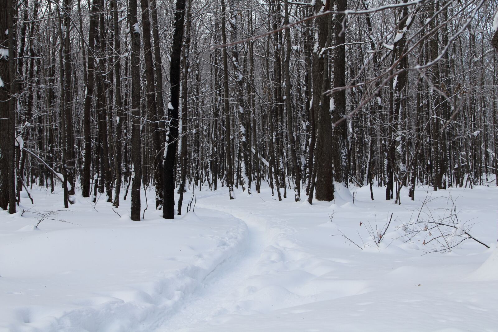 Canon EOS 60D + Canon EF 24-105mm F4L IS USM sample photo. Trees, winter, snow photography