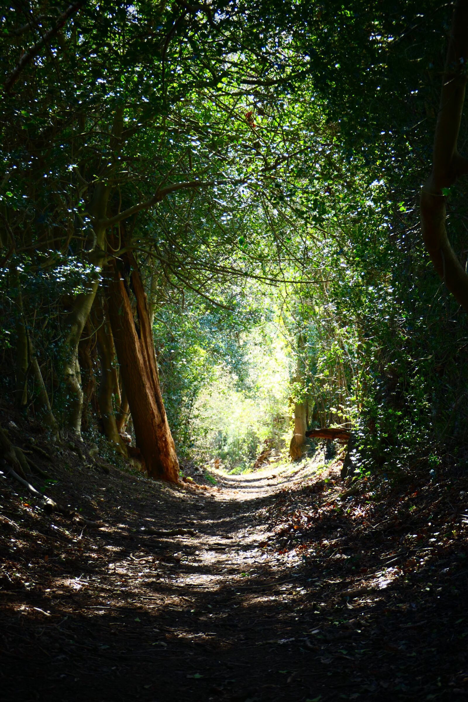 Panasonic Lumix DMC-FZ2500 (Lumix DMC-FZ2000) sample photo. Woods, trees, path photography