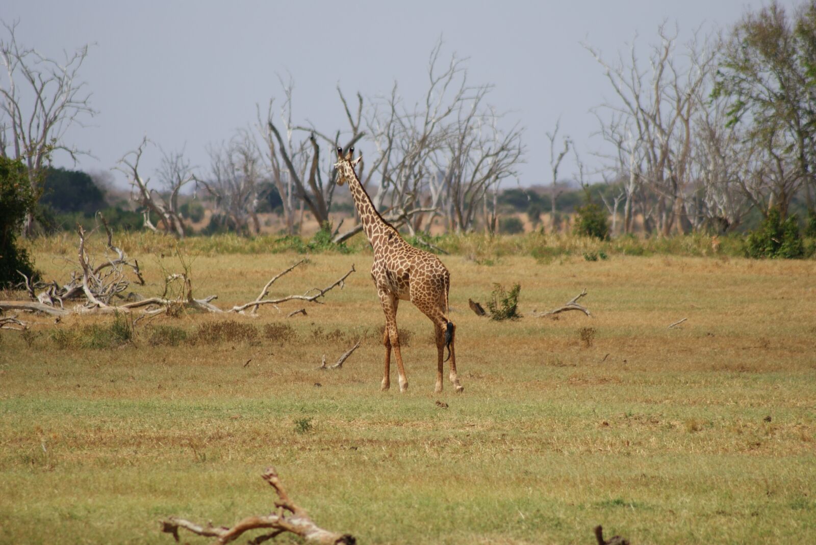 Sony Alpha DSLR-A200 sample photo. Mammal, animal world, grass photography