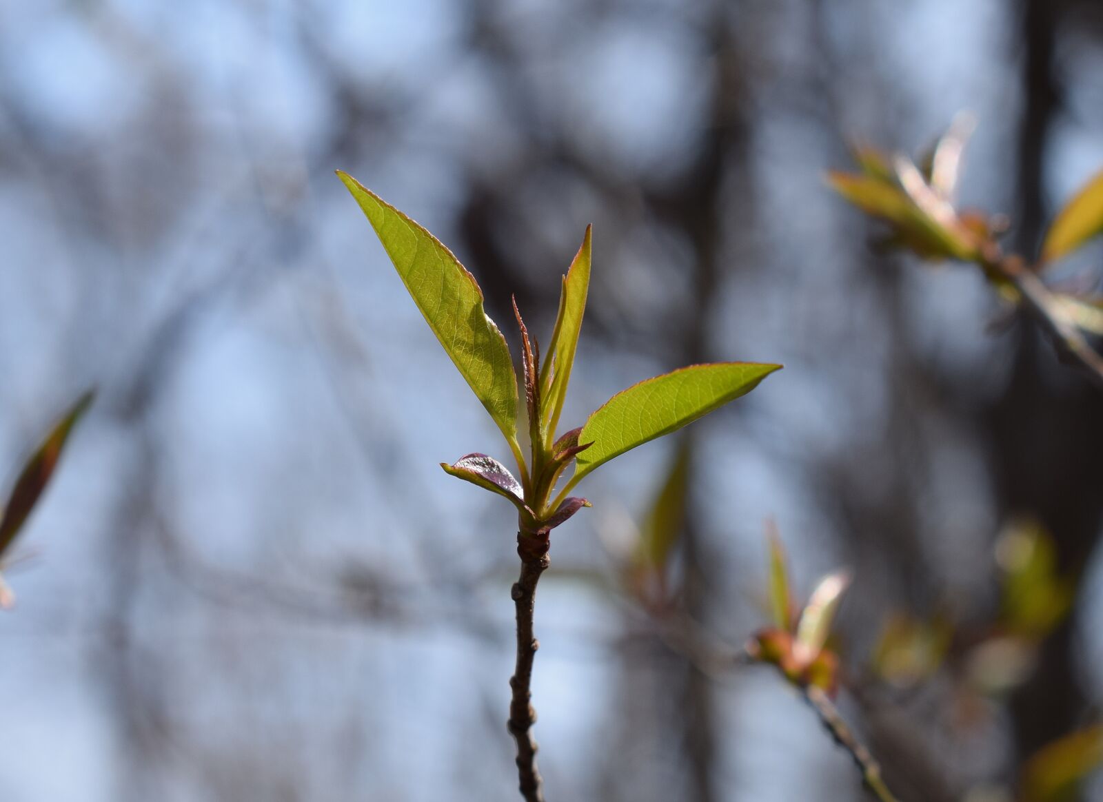 Nikon D3300 sample photo. New apple tree leaves photography