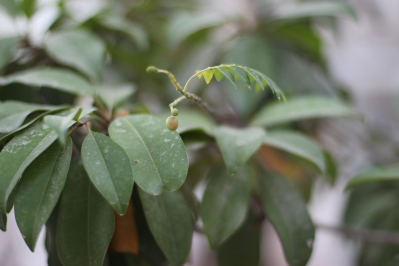 Canon EOS 700D (EOS Rebel T5i / EOS Kiss X7i) + Canon EF 50mm F1.4 USM sample photo