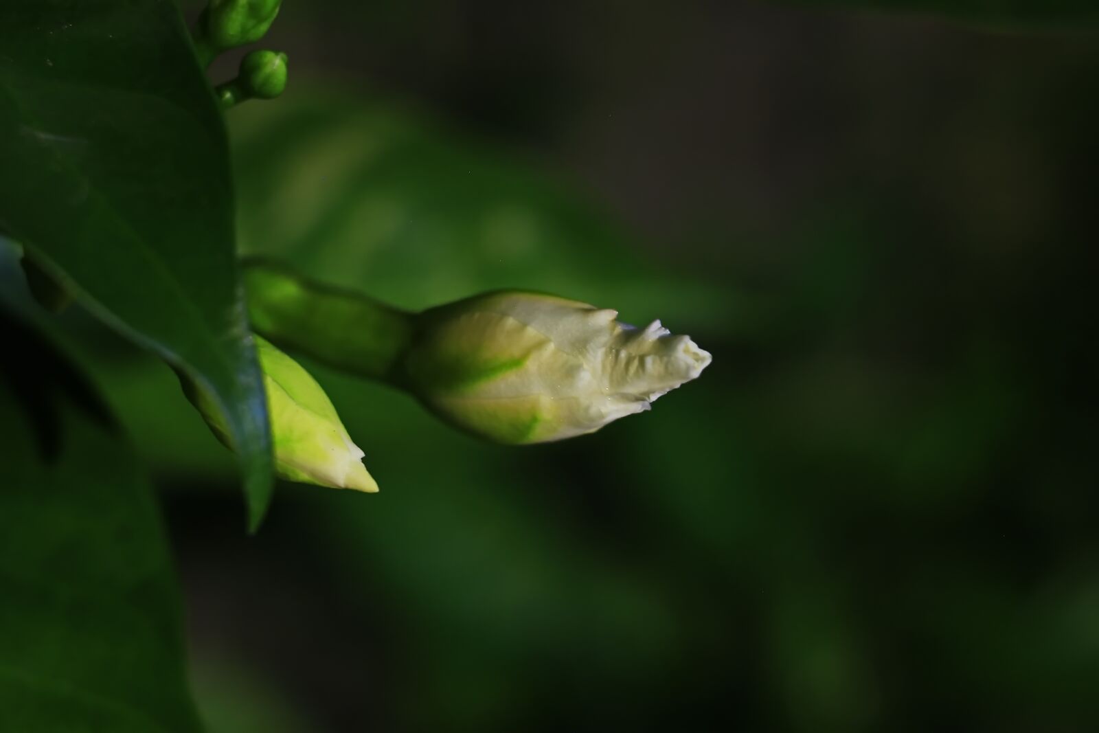Canon EOS 100D (EOS Rebel SL1 / EOS Kiss X7) sample photo. Macro, green, nature photography