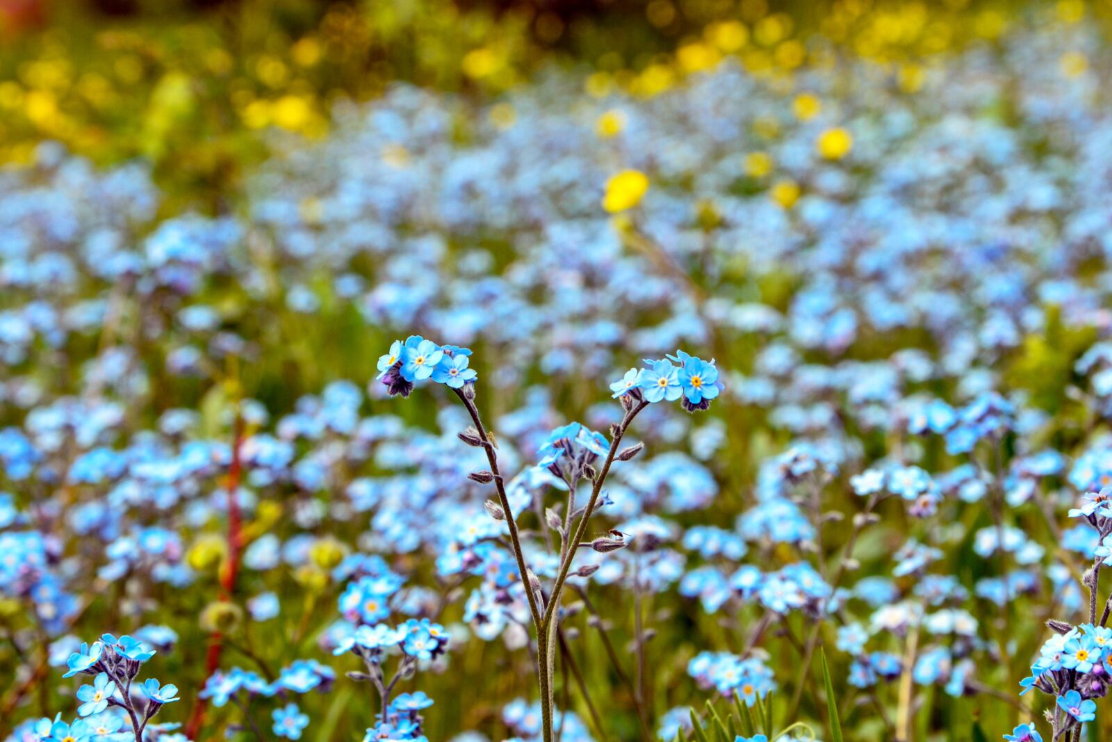 Nikon D7100 sample photo. Wildflowers, spring, nature photography