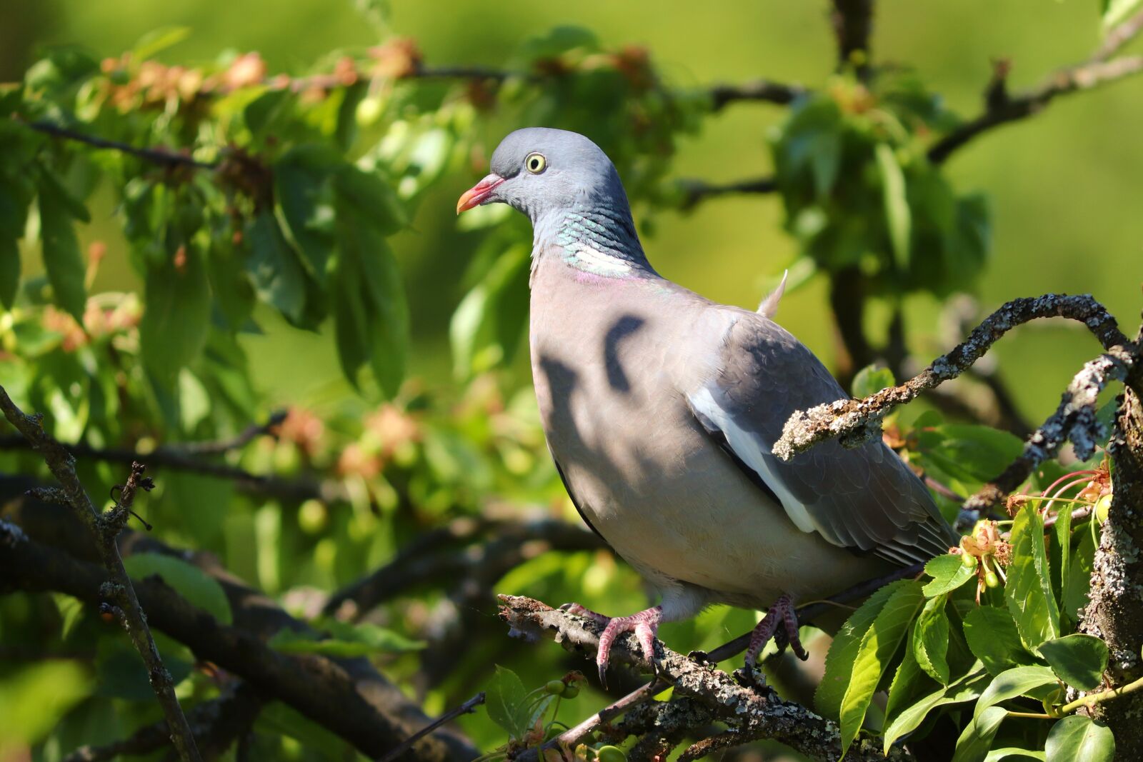 Canon EOS 200D (EOS Rebel SL2 / EOS Kiss X9) sample photo. Ringdove, columba palumbus, hidden photography