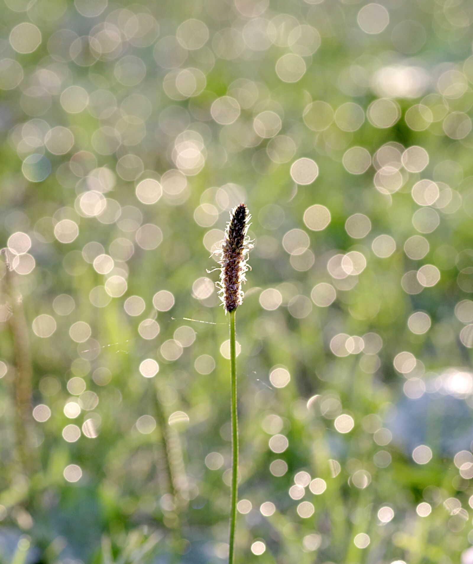 Pentax K-S2 sample photo. Rosa, grass, blade photography