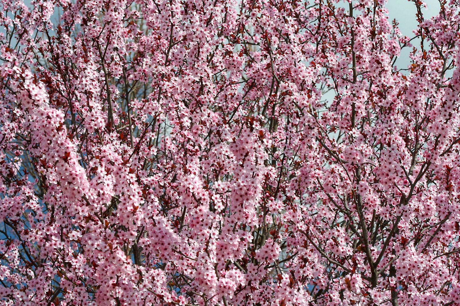 Canon EOS 350D (EOS Digital Rebel XT / EOS Kiss Digital N) sample photo. Flower, spring, flowers photography