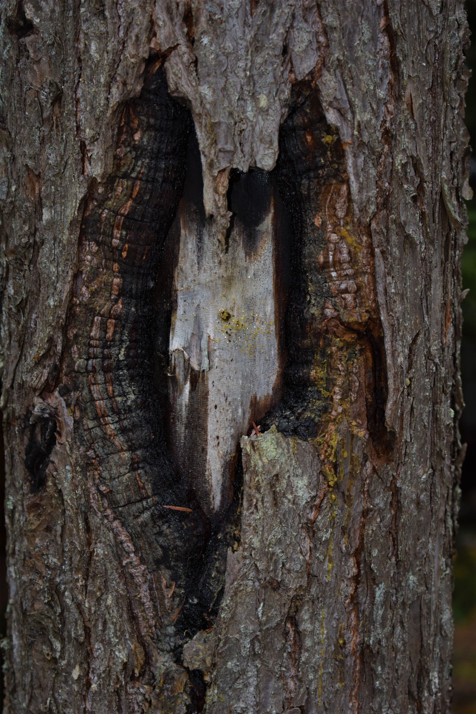 Nikon D3500 sample photo. Heart, tree, skinned bark photography