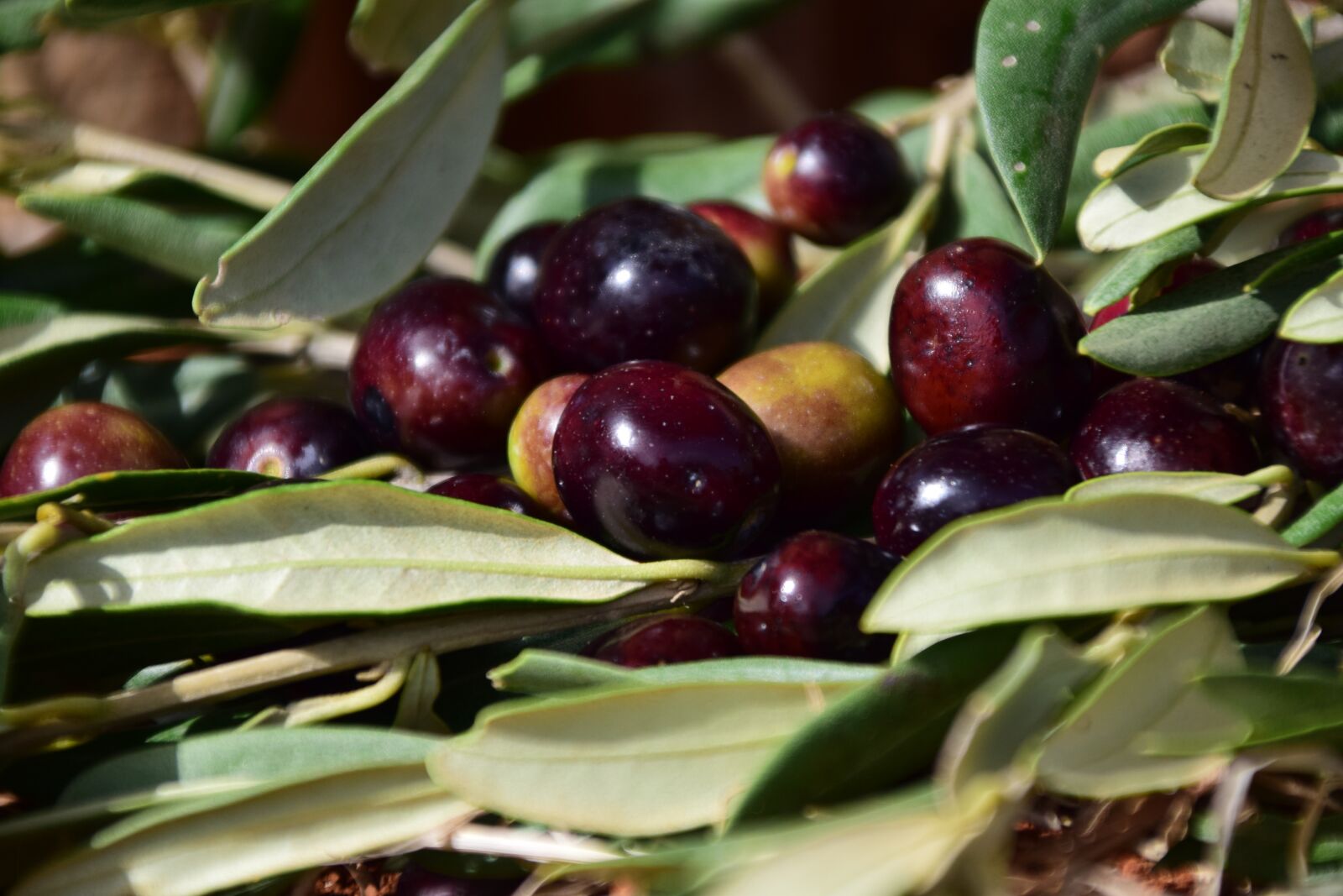 Nikon D3300 sample photo. Olives, black, black olives photography