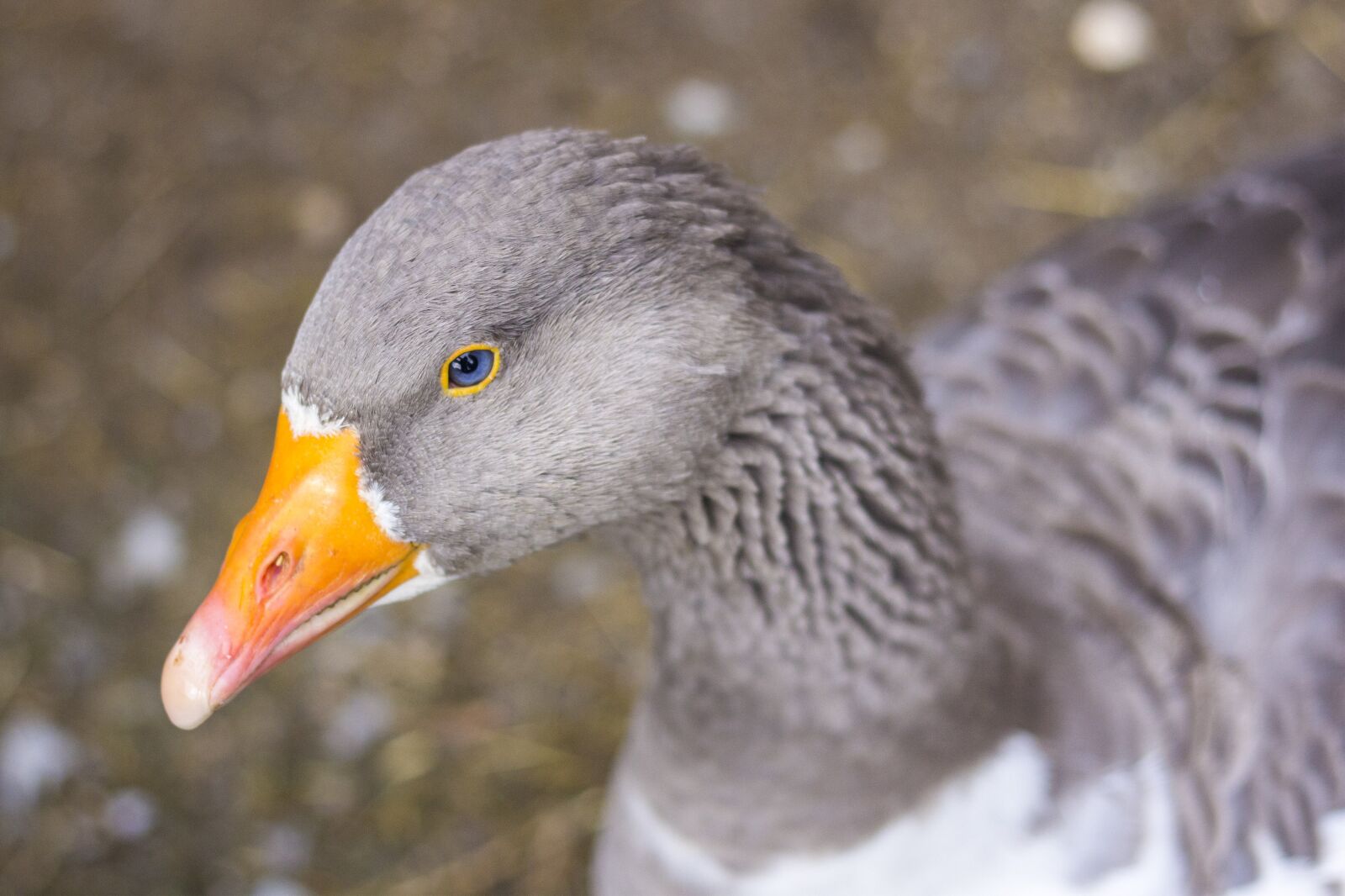 Canon EOS 60D + Canon EF 50mm F1.8 II sample photo. Goose, bird, grey photography