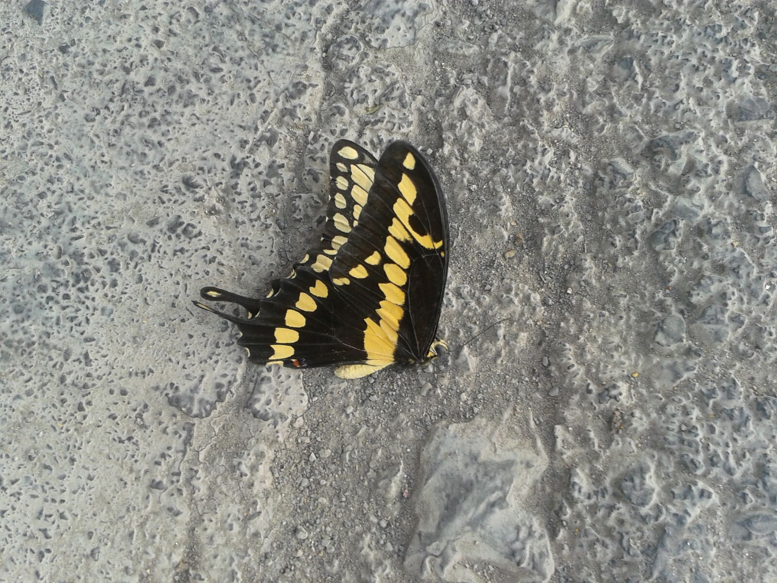 Samsung Galaxy S3 Mini sample photo. Butterfly, dead, life, wings photography
