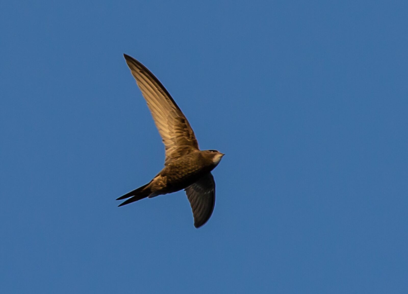 Canon EOS 5D Mark III sample photo. Swift, european swift, black photography