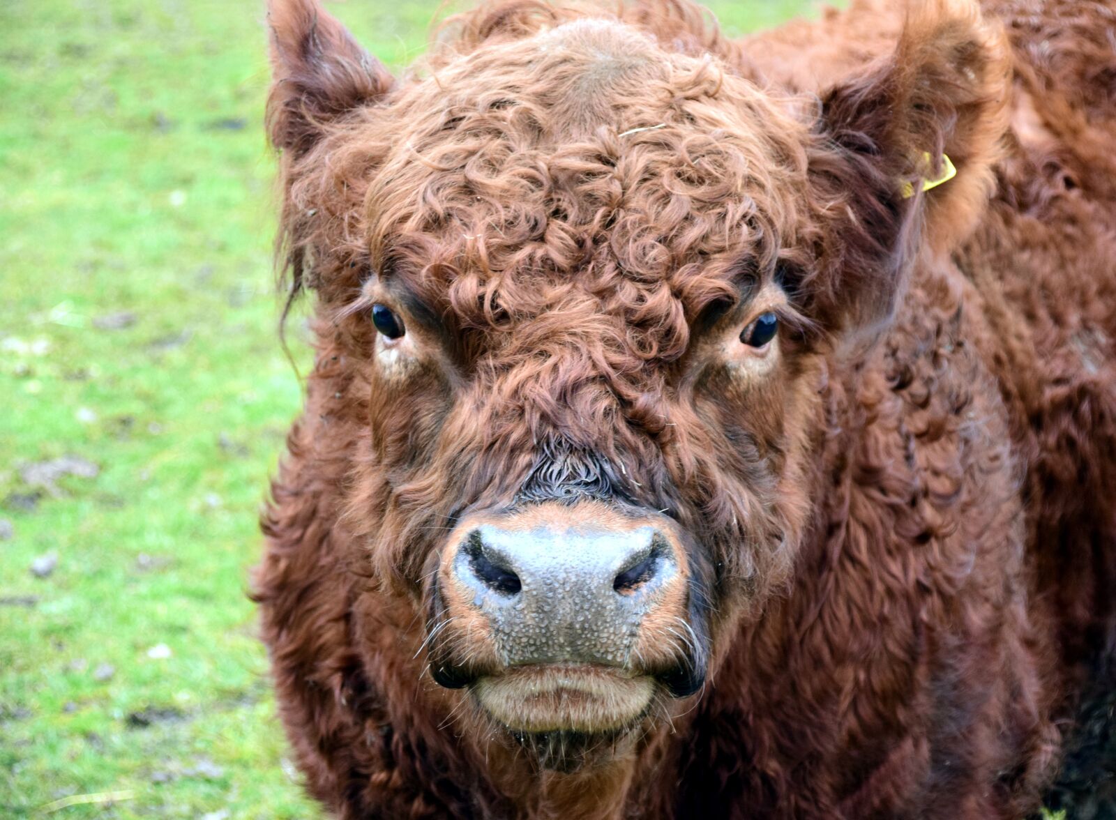 Nikon D3300 sample photo. Highland beef, bull, boy photography