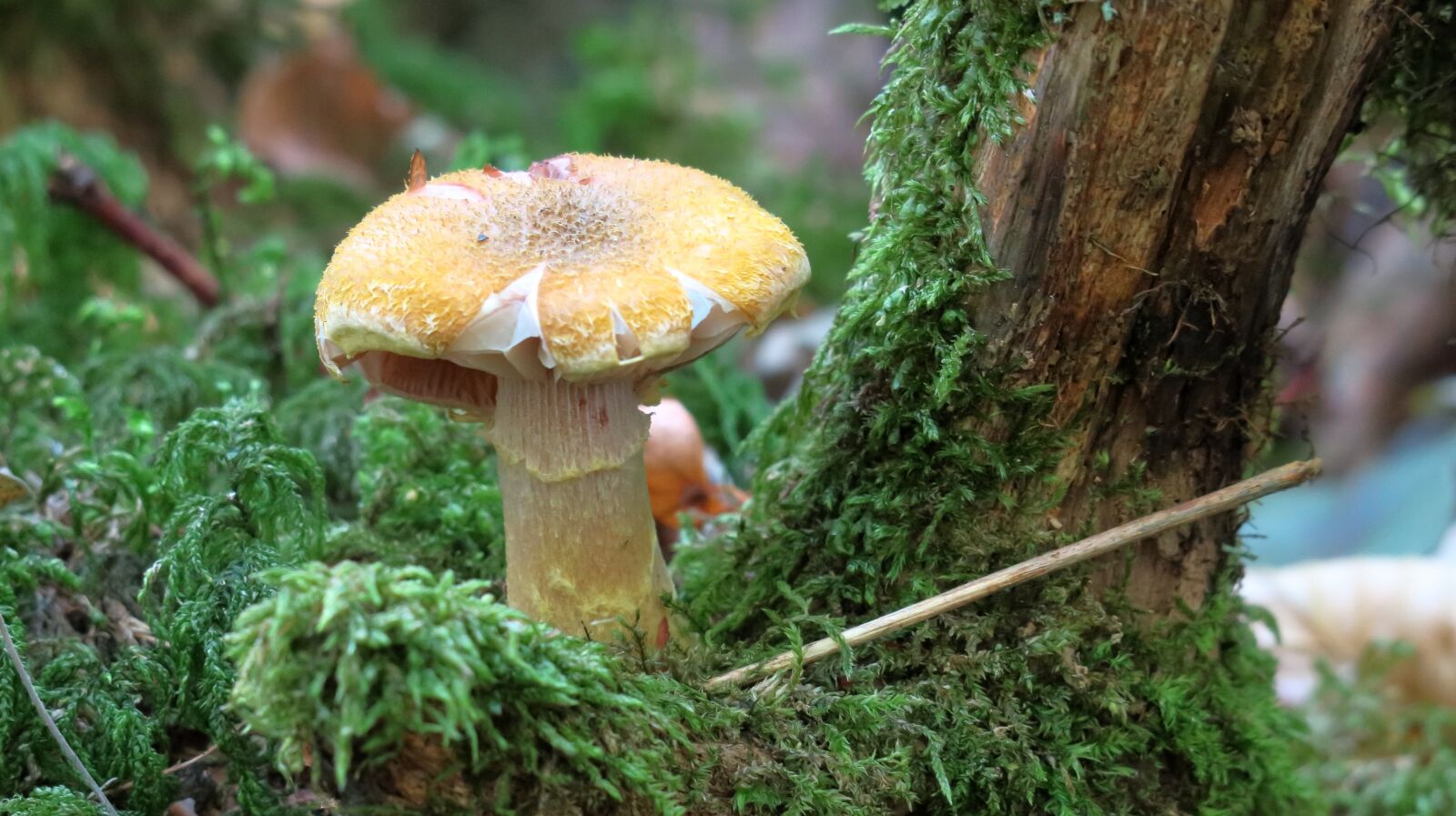 Canon PowerShot G3 X sample photo. Forest mushroom, mushroom, moss photography