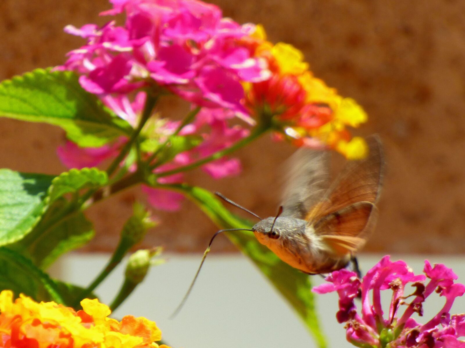 Panasonic DMC-FZ72 sample photo. Sphinx, flower, butterfly photography