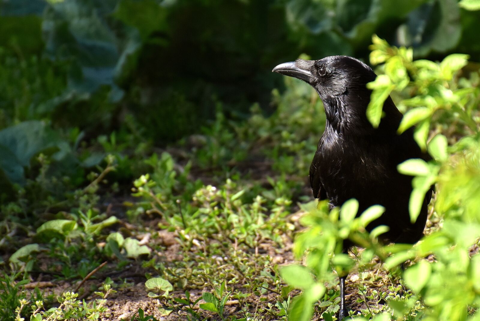 Nikon D7200 sample photo. Common raven, raven bird photography