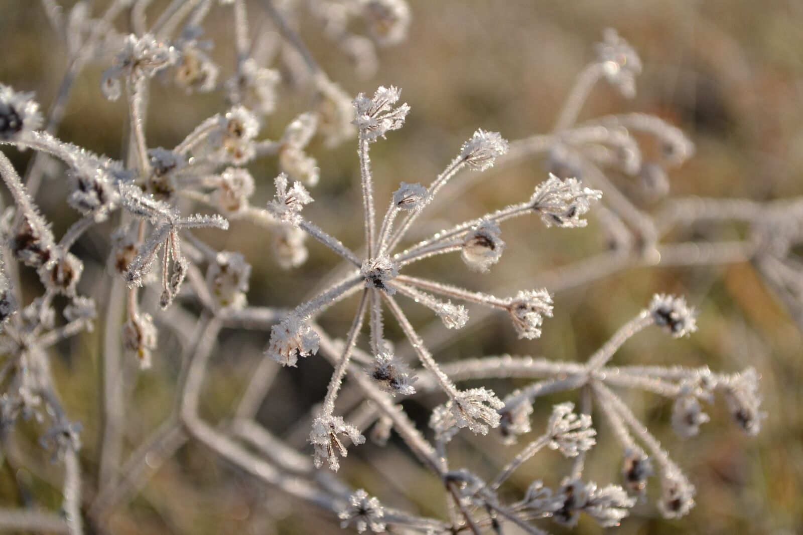 Nikon D3100 sample photo. Grass, frost, winter photography