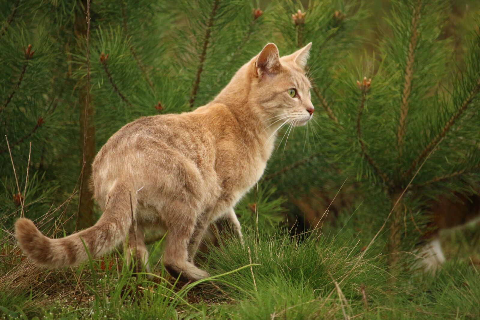 Canon EOS 100D (EOS Rebel SL1 / EOS Kiss X7) sample photo. Cat, mieze, tiger cat photography