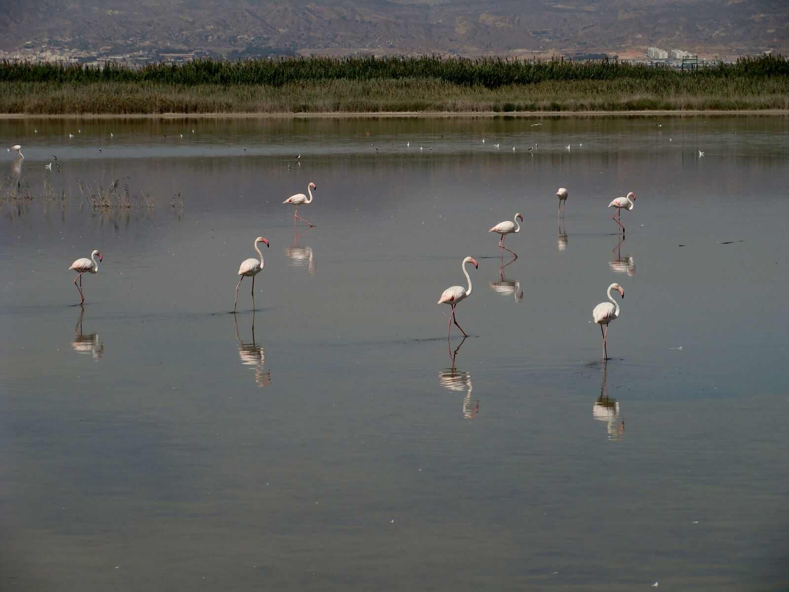 Sony DSC-H3 sample photo. Flamingo, wildlife, bird photography