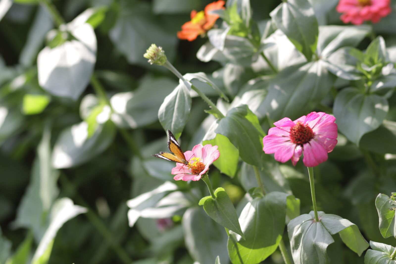 Canon EOS 7D + Canon EF 85mm F1.8 USM sample photo. Flower, butterfly, nature photography