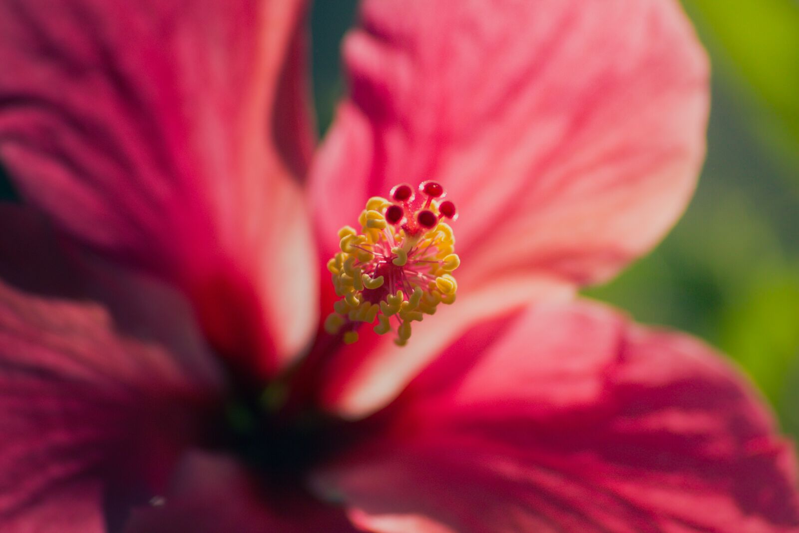 Canon EOS 600D (Rebel EOS T3i / EOS Kiss X5) sample photo. Flower, hibiscus, blossom photography