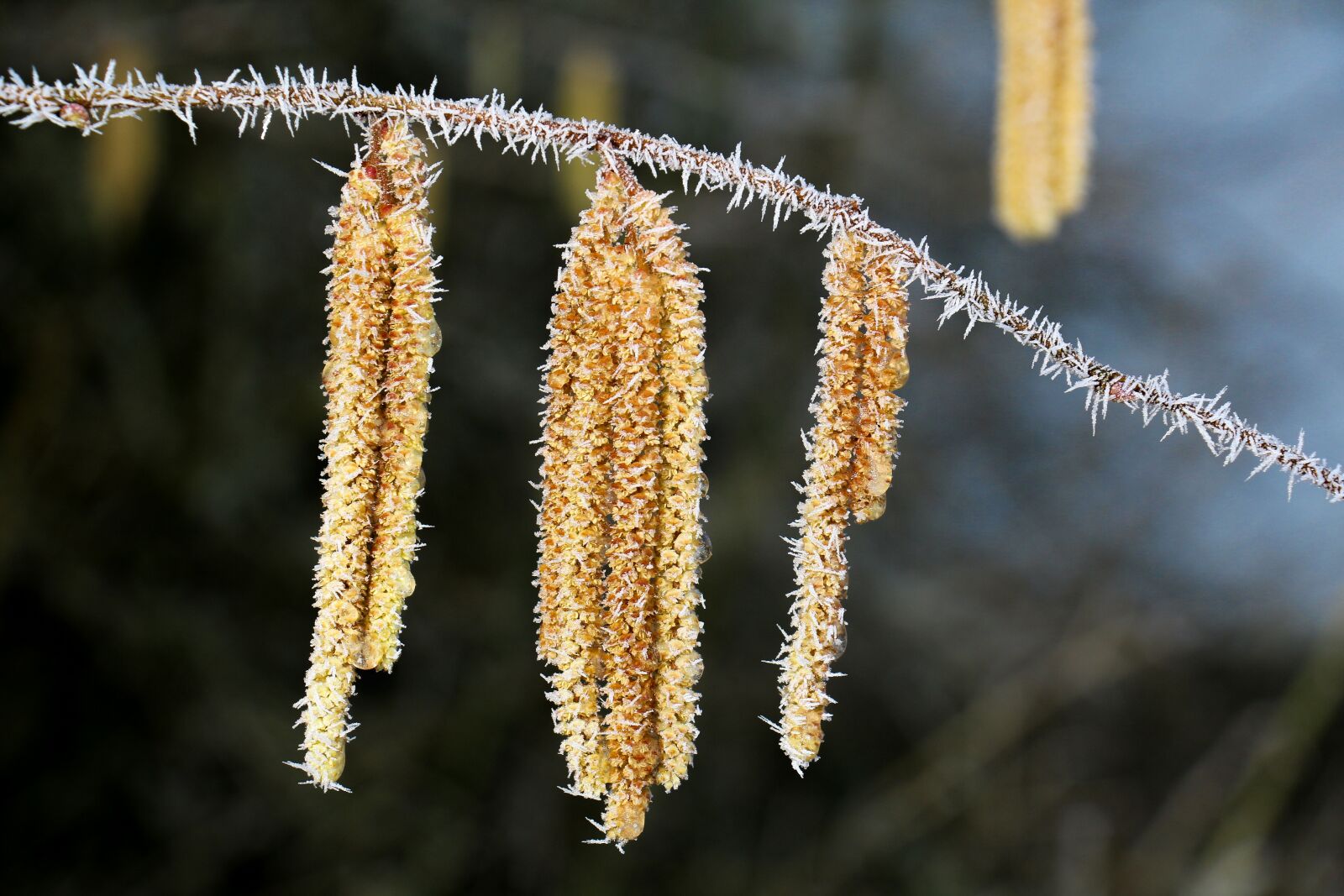 Canon EOS 700D (EOS Rebel T5i / EOS Kiss X7i) sample photo. Nature, ripe, winter macro photography