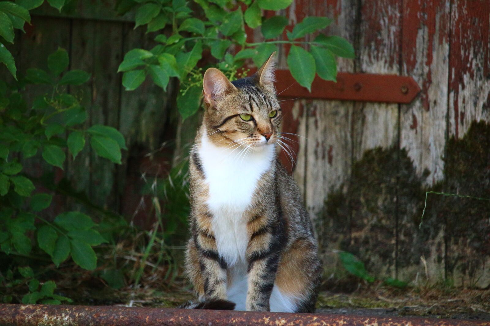 Canon EOS 100D (EOS Rebel SL1 / EOS Kiss X7) sample photo. Cat, kitten, tiger cat photography