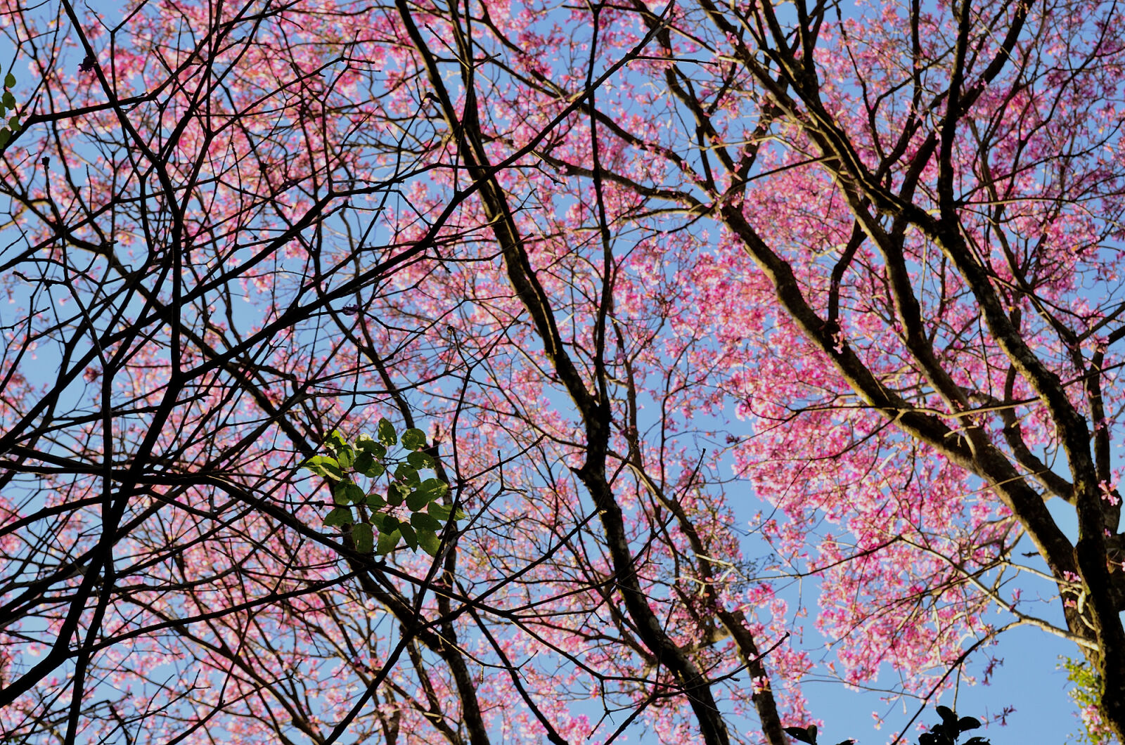Nikon D5100 sample photo