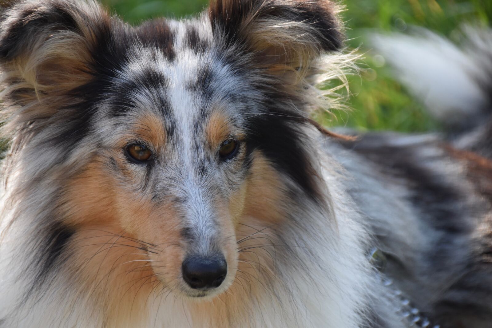 Nikon D5600 sample photo. Dog, bitch, shetland sheepdog photography