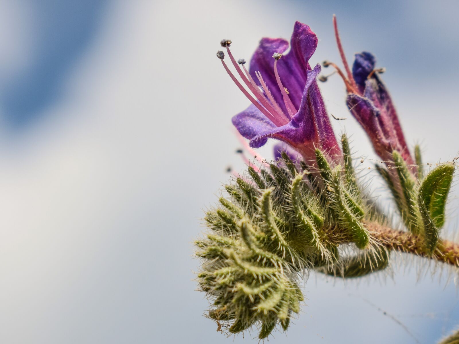 Nikon D3300 sample photo. Echium angustifolium, wildflower, purple photography