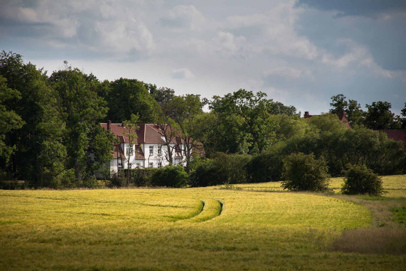 Canon EOS 700D (EOS Rebel T5i / EOS Kiss X7i) sample photo. Cornfield, landscape, agriculture photography