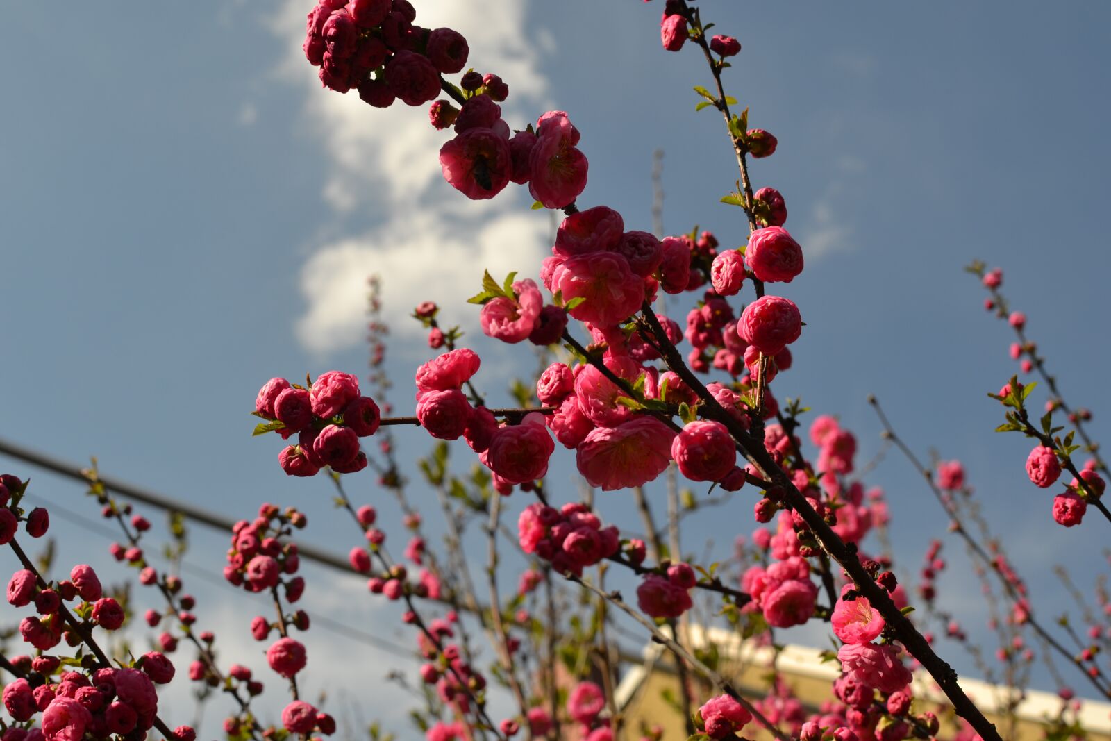 Nikon D3100 sample photo. Nature, flower, garden photography