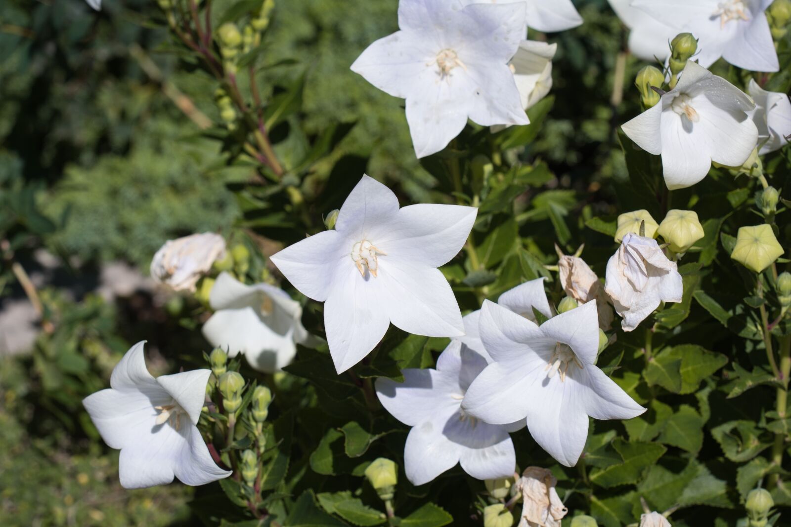 Nikon D7100 sample photo. Balloon flower, chinese bellflower photography