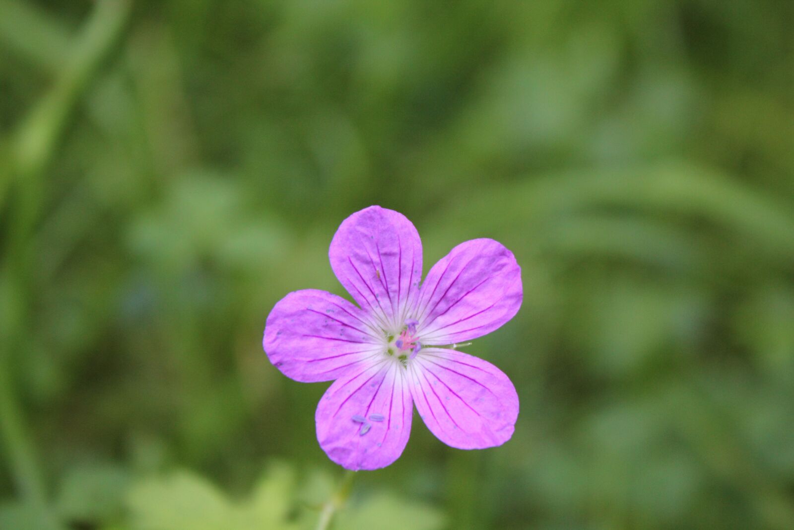 Canon EOS 550D (EOS Rebel T2i / EOS Kiss X4) sample photo. Wild flower, nature, plant photography