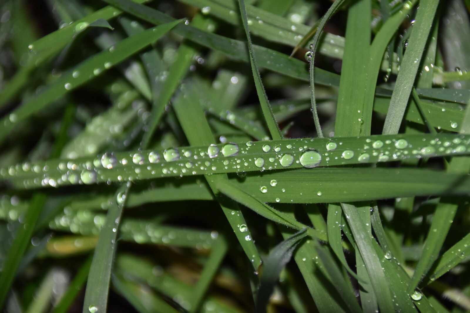 Nikon D5600 sample photo. Herbs, nature, droplets of photography