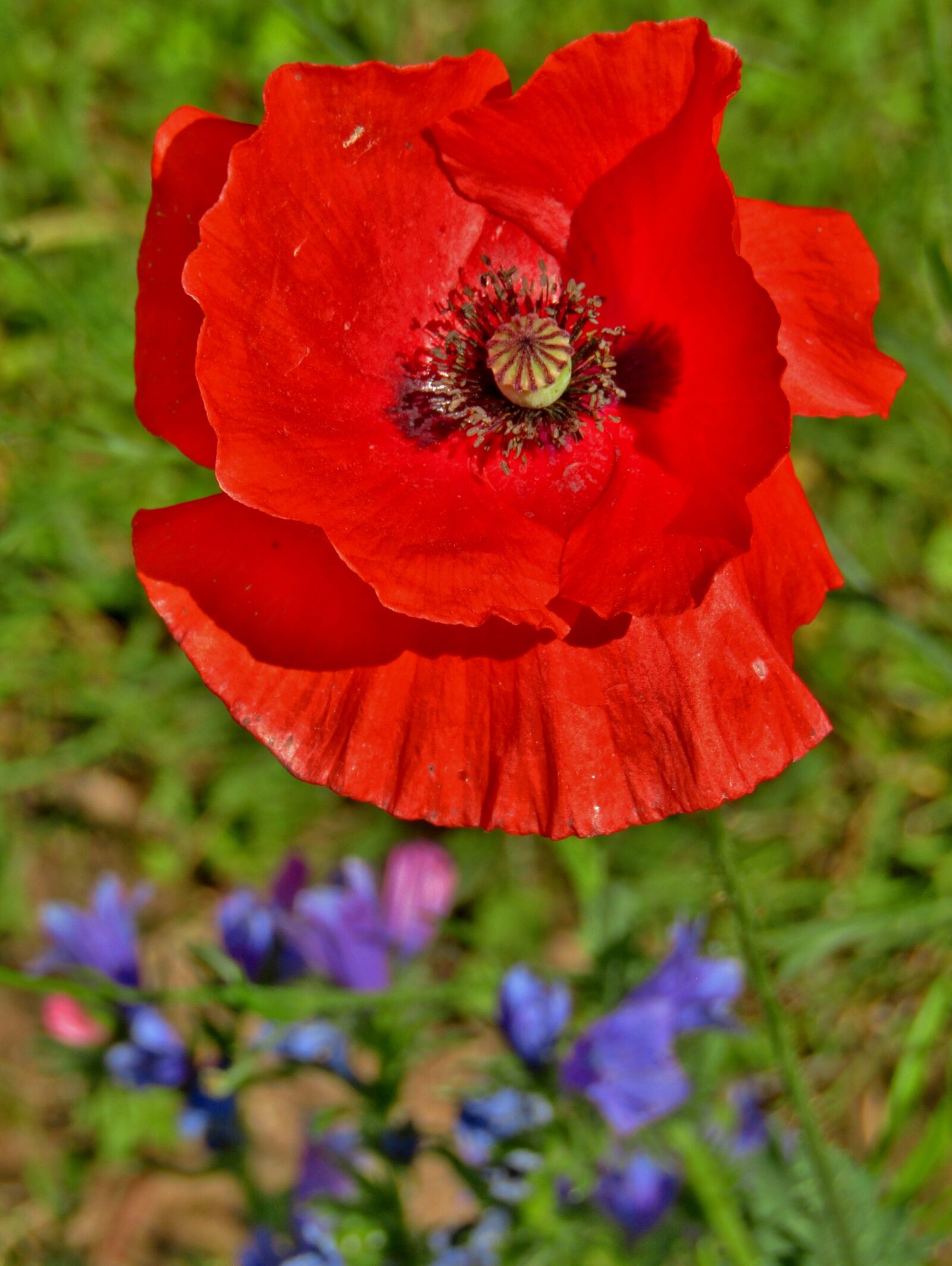 Canon POWERSHOT SX432 IS sample photo. Poppy, red flower, flower photography