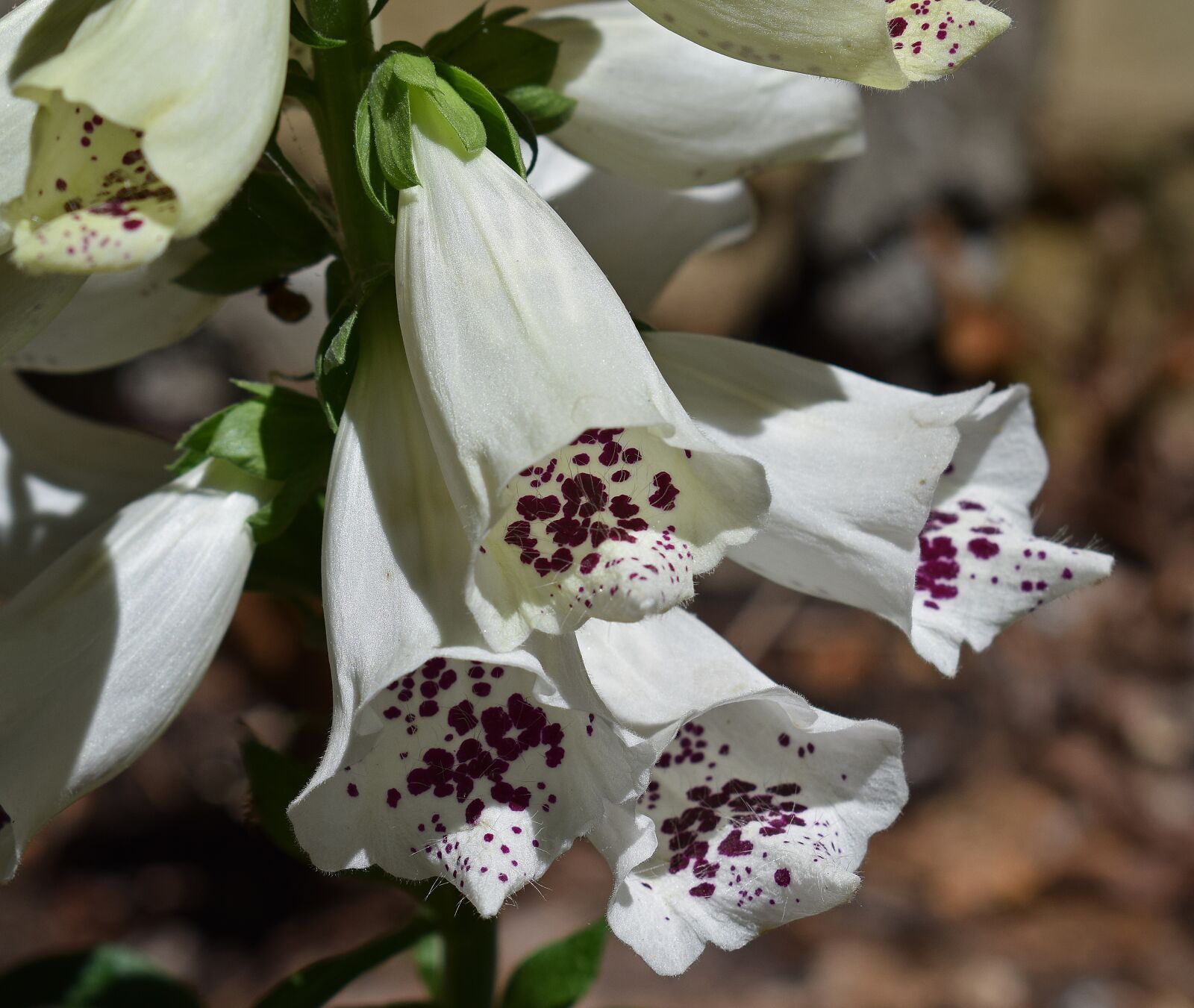 Nikon D3300 sample photo. Foxgloves close-up, flower, blossom photography