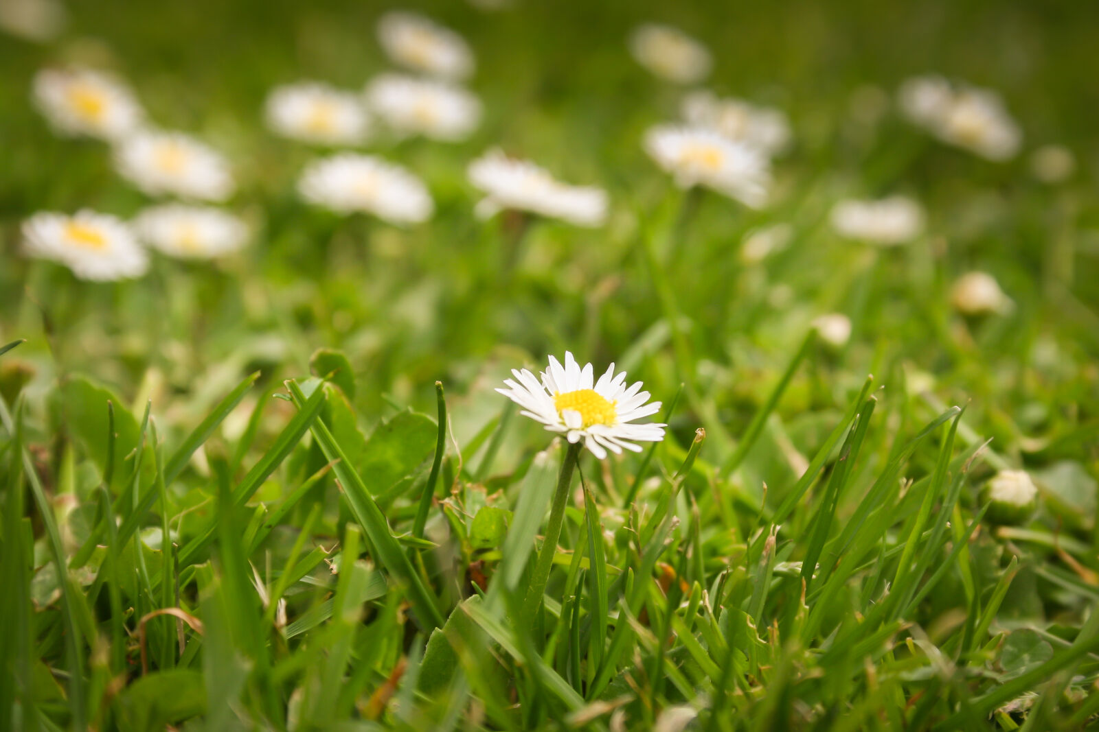 Canon EOS 20D sample photo. Flower, grass, lawn photography