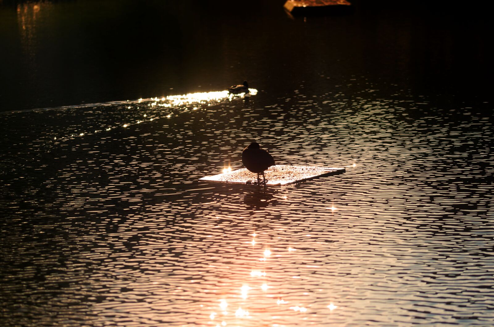 Nikon D5100 sample photo. Silhouette, bird, coot photography