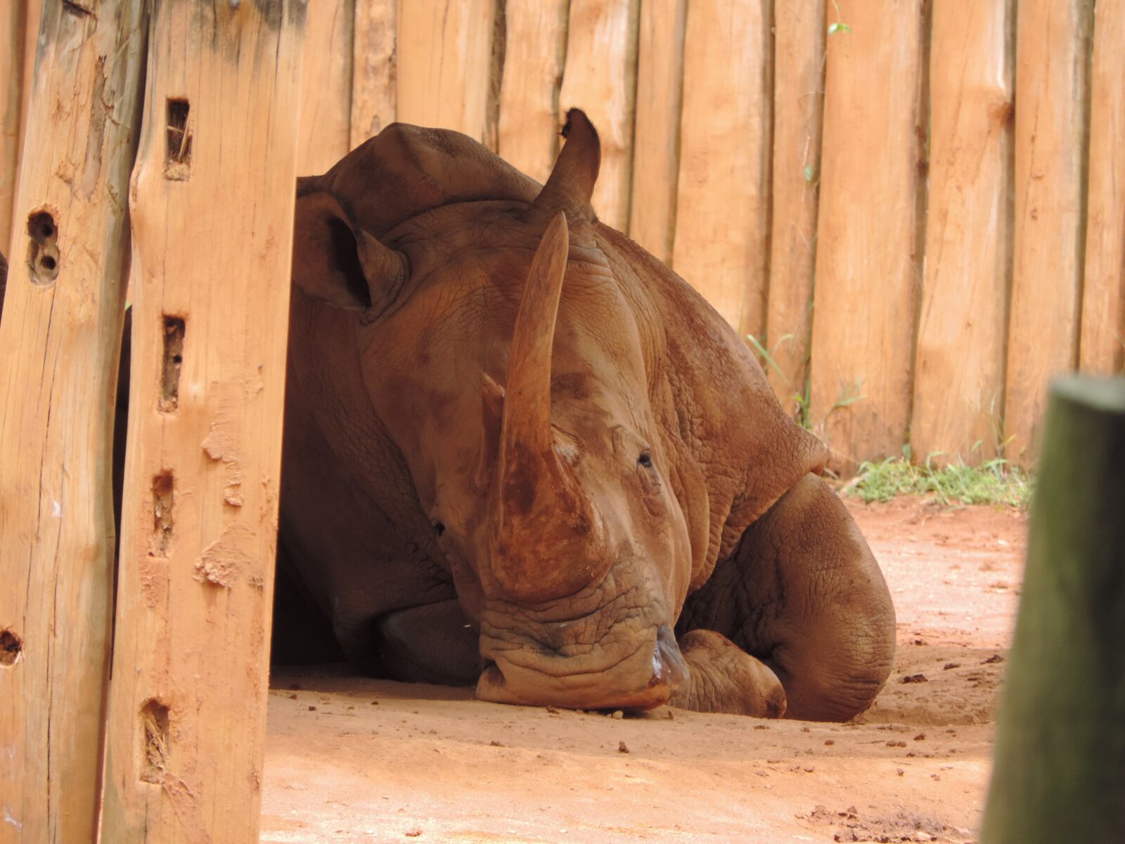 Nikon Coolpix P520 sample photo. Rhino, brown, animal photography