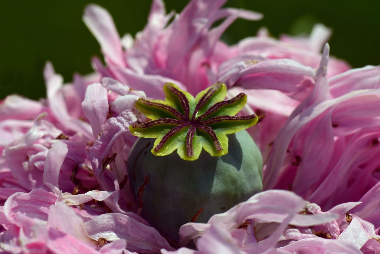 Nikon D3300 sample photo. Poppy, poppy flower, pink photography