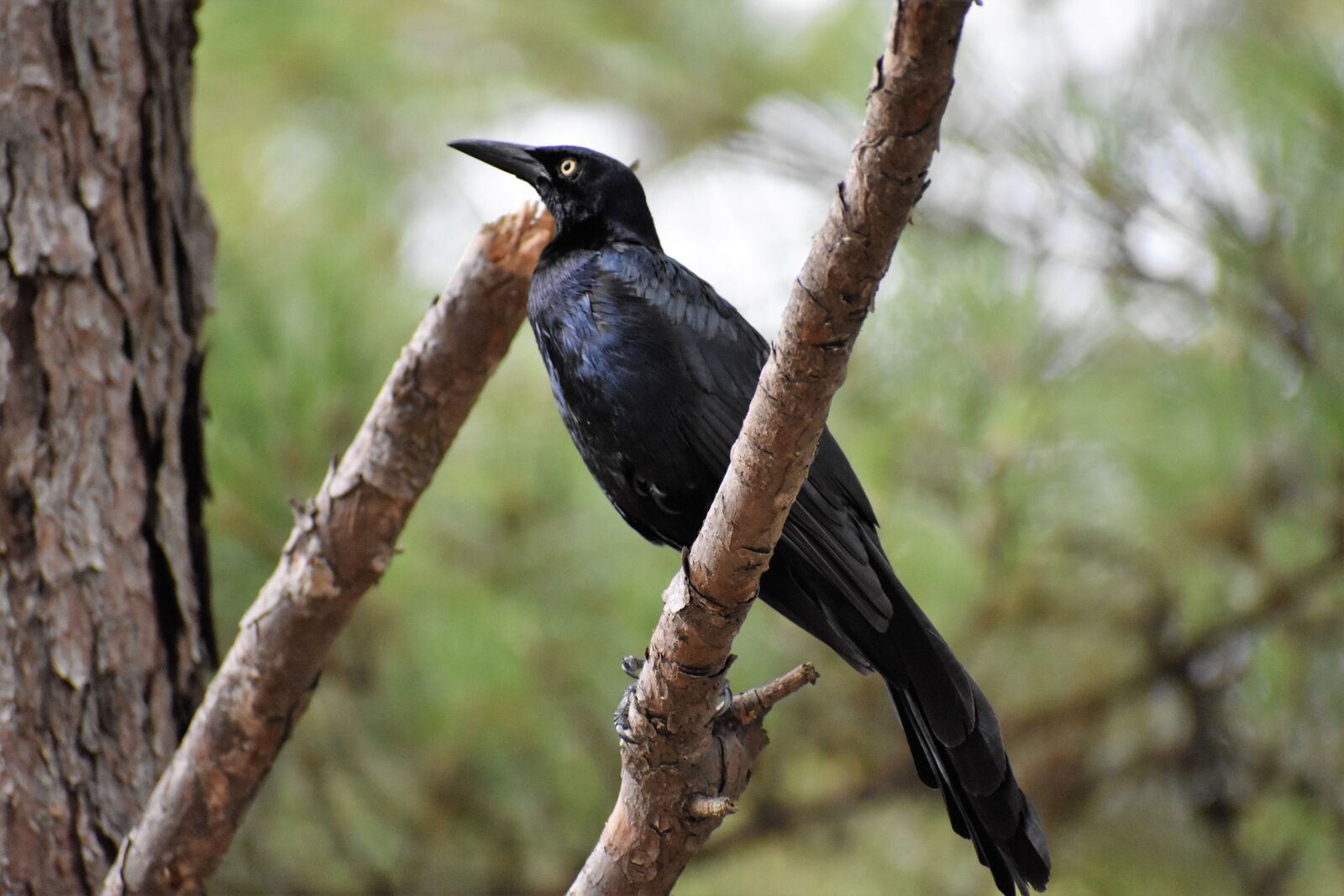 Nikon D3500 sample photo. Raven, bird, crow photography