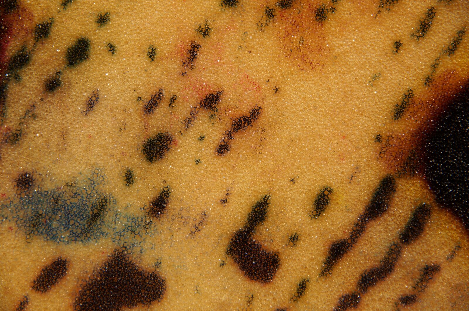 Sony SLT-A57 sample photo. Background, close up, sponge photography