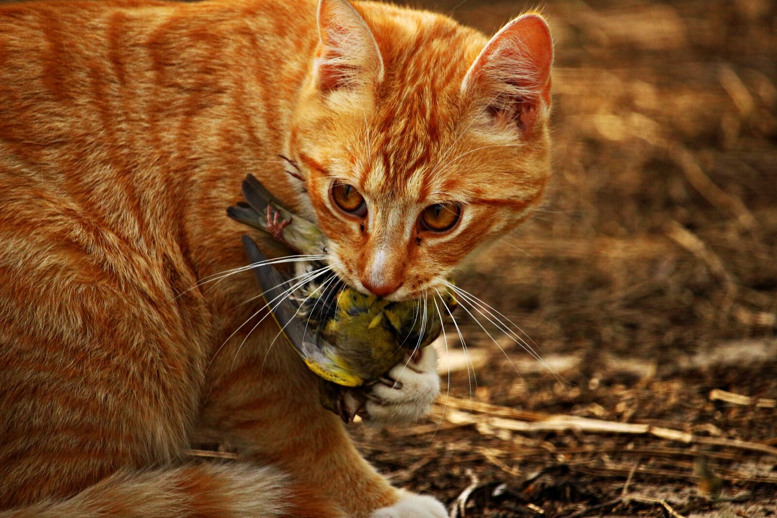 Canon EOS 100D (EOS Rebel SL1 / EOS Kiss X7) sample photo. Cat, kitten, bird photography