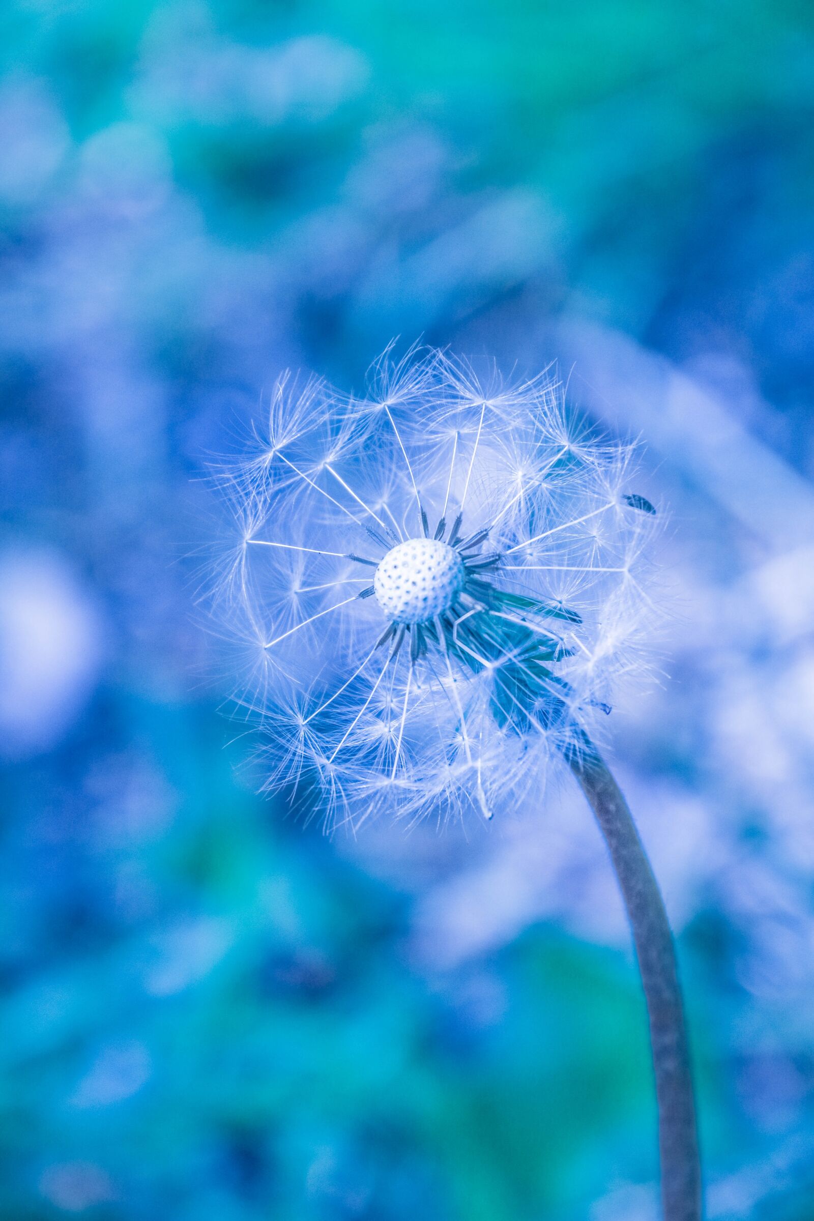 Canon EOS 70D sample photo. Dandelion, flower, seeds photography