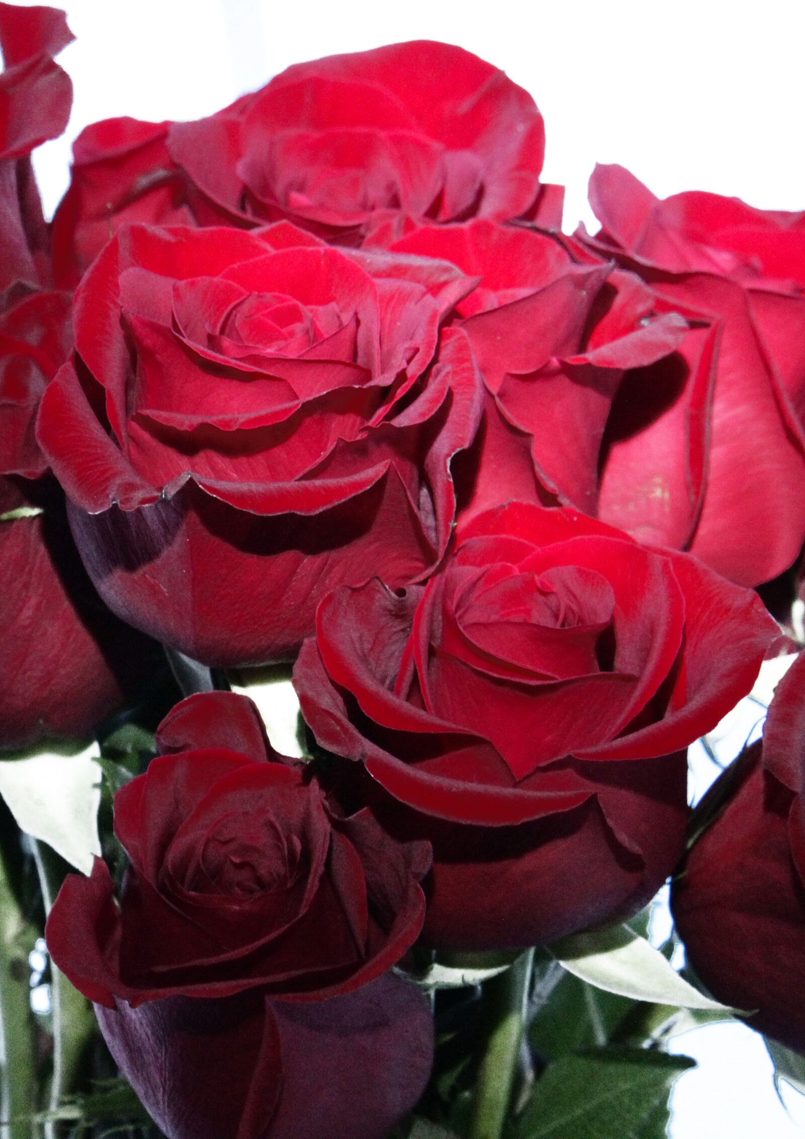 Canon EF-S 55-250mm F4-5.6 IS STM sample photo. Roses, bouquet, flowers photography