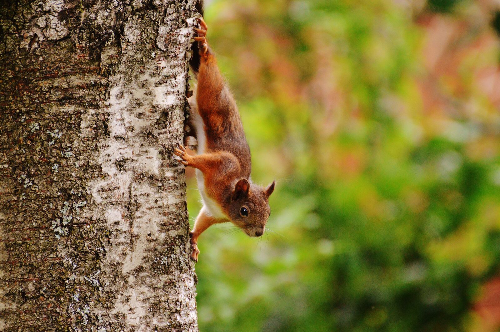 Nikon D3200 sample photo. Squirrel, nager, cute photography