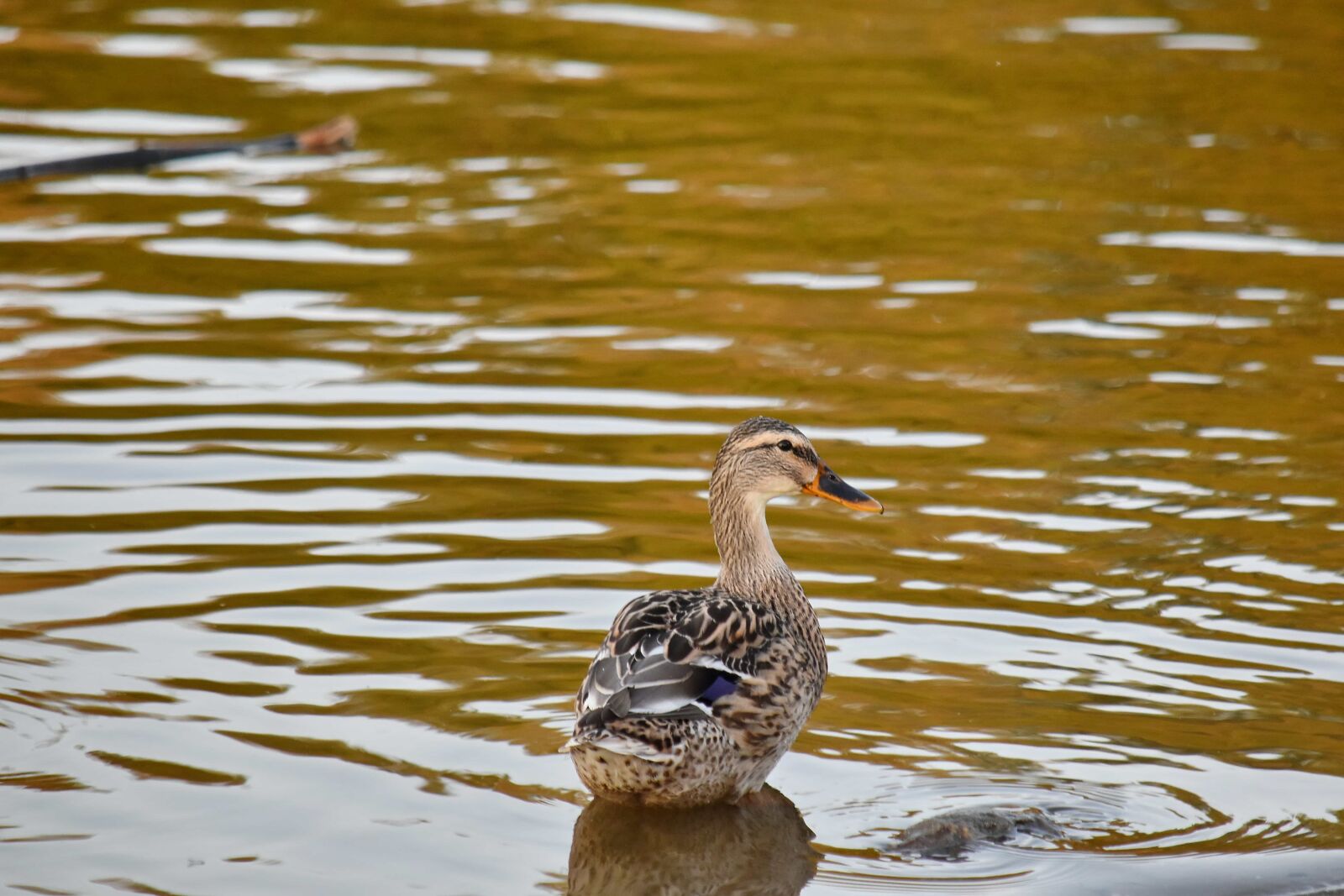 Nikon D5500 sample photo. Autumn season, mallard, riverbank photography