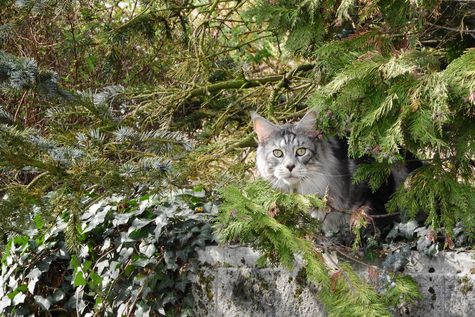 Nikon Coolpix P610 sample photo. Cat, cat in the photography