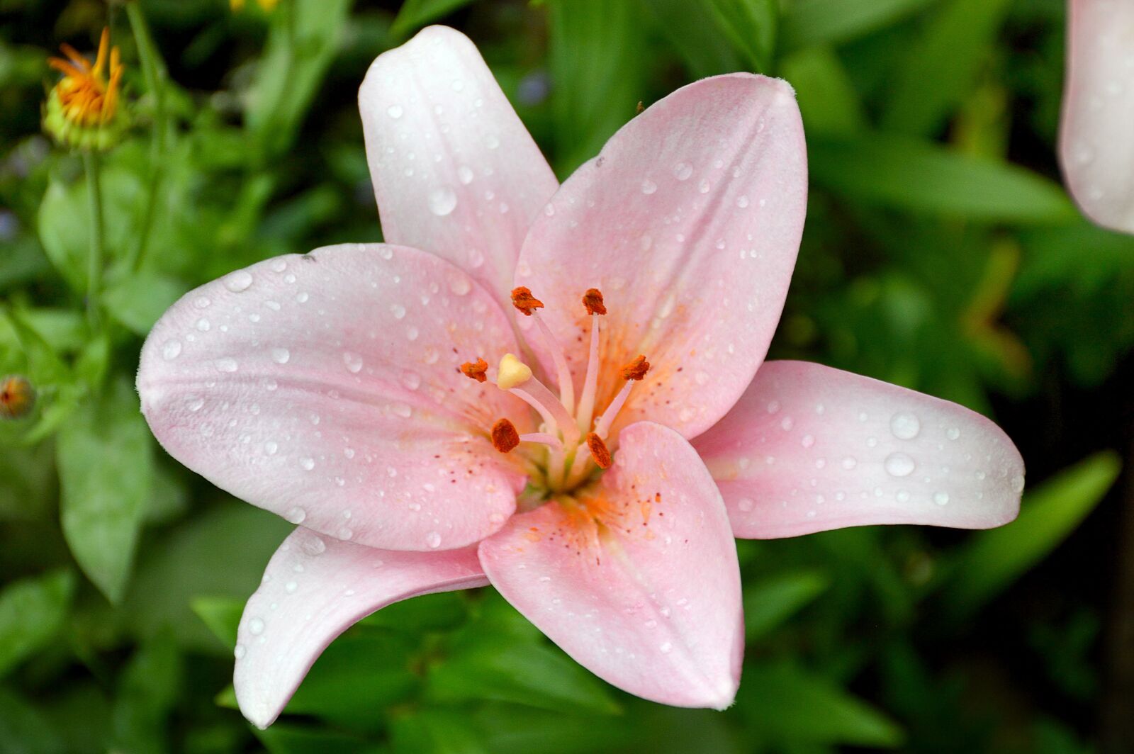 Nikon D3200 sample photo. Lily, pink, summer photography