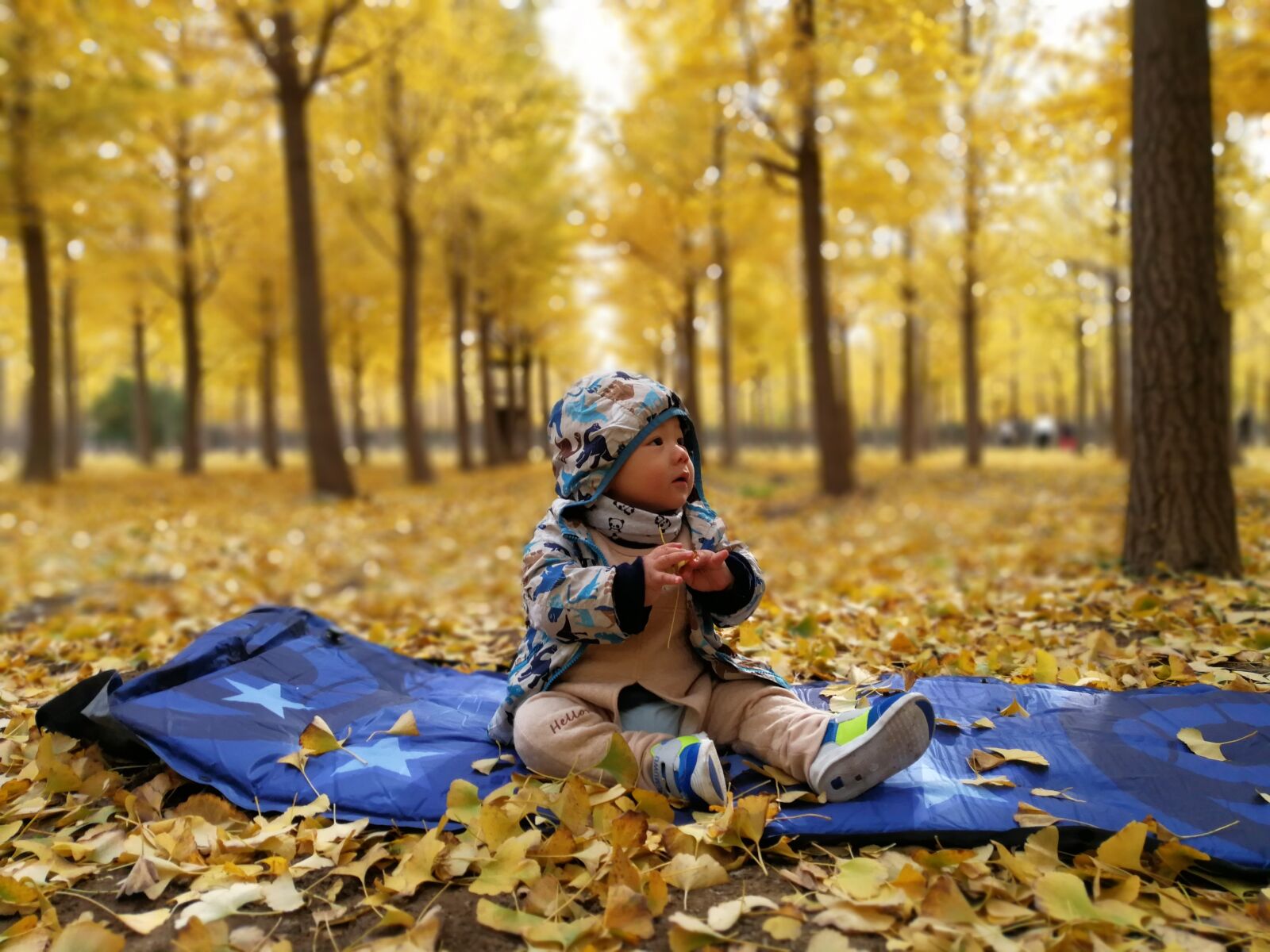 HUAWEI P10 Plus sample photo. Golden autumn, ginkgo, park photography